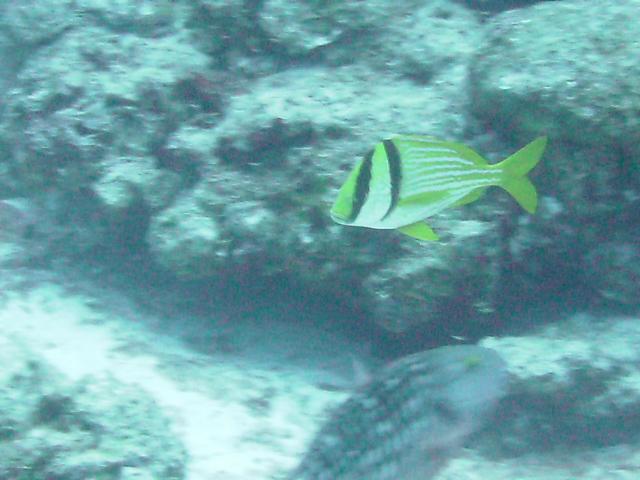 Porkfish