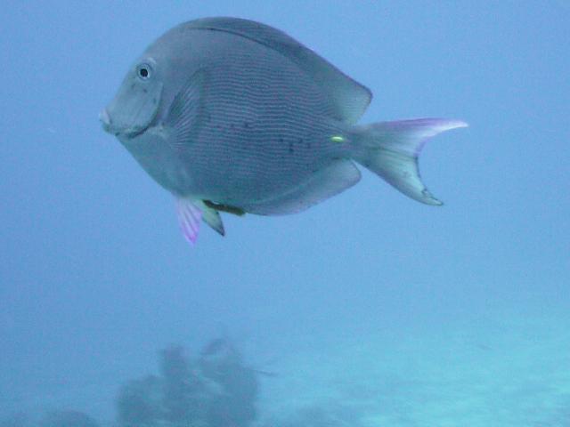 Blue Tang