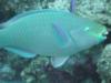 Partial Parrotfish