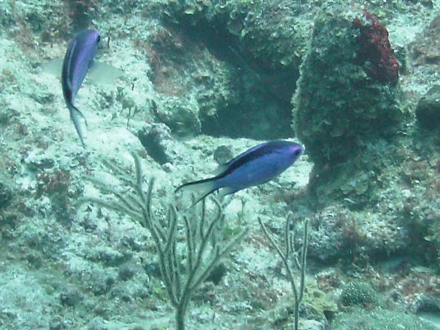 Blue Chromis?