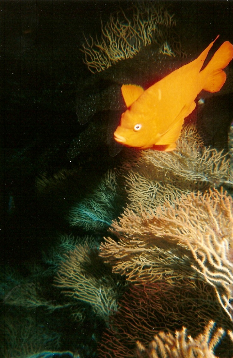 Garibaldi off Catalina Island, CA