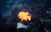 Garibaldi off Catalina Island, CA #2