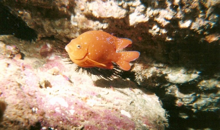 Juvenile Garibaldi 