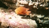 Juvenile Garibaldi 