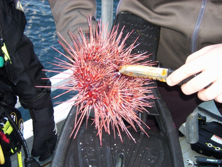 Red Sea Urchin