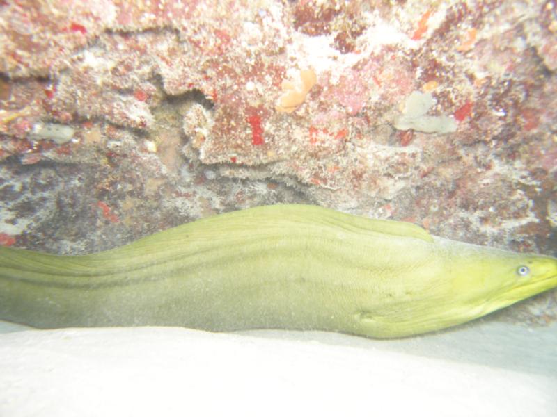 moray eel
