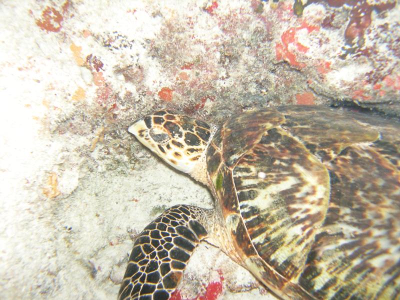 sea turtle
