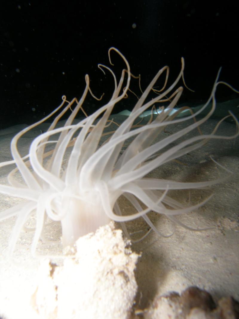 sea anenome