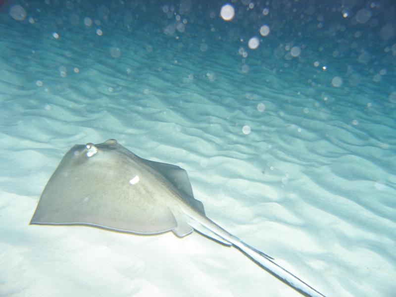 sting ray