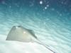 sting ray