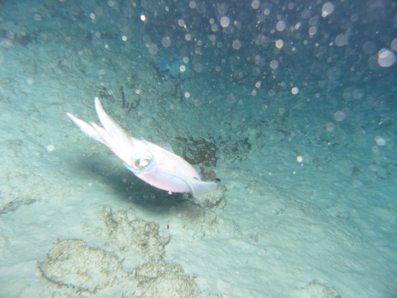 squid