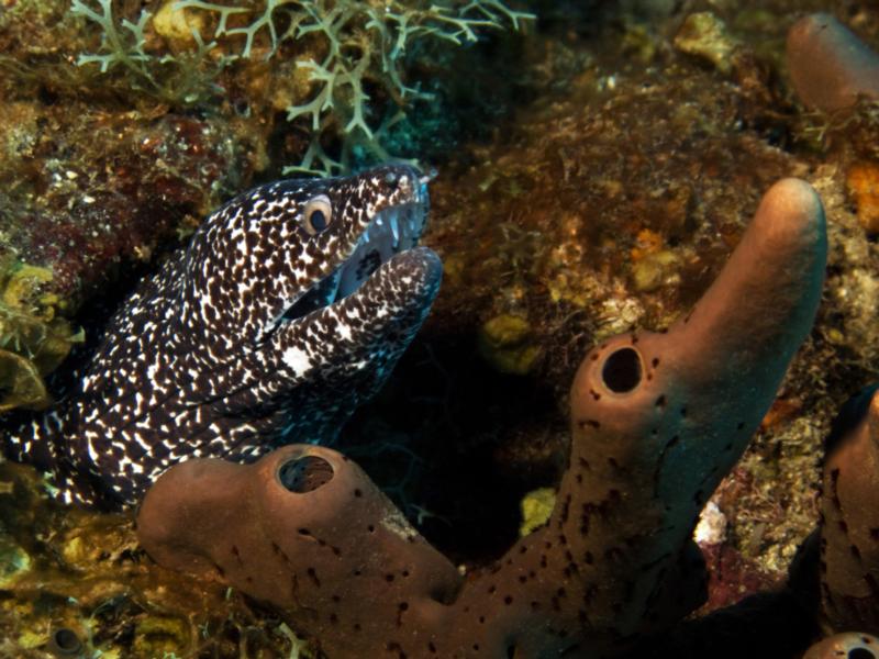 eel01