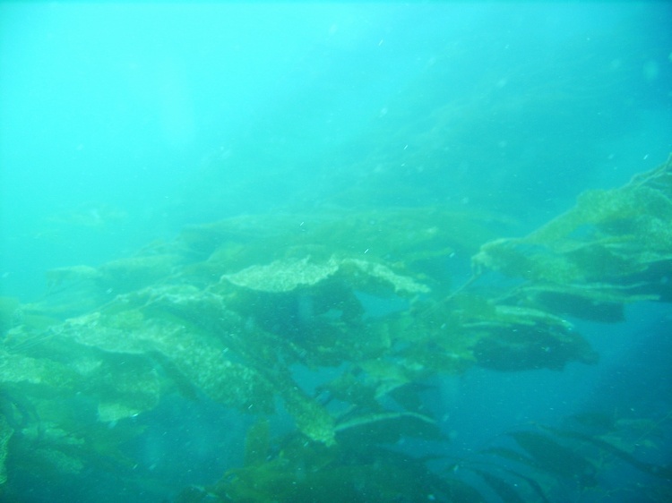 Kelp forest of Channel Islands