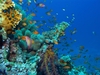 Red Sea
