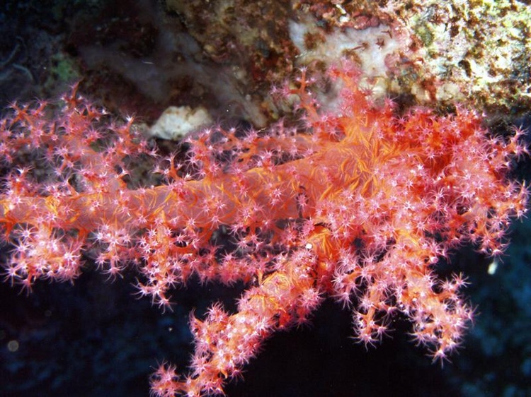 Soft coral