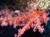 Soft coral