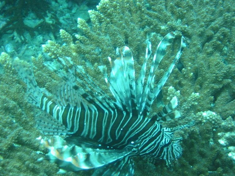 Lion fish Red Sea