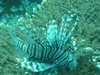 Lion fish Red Sea