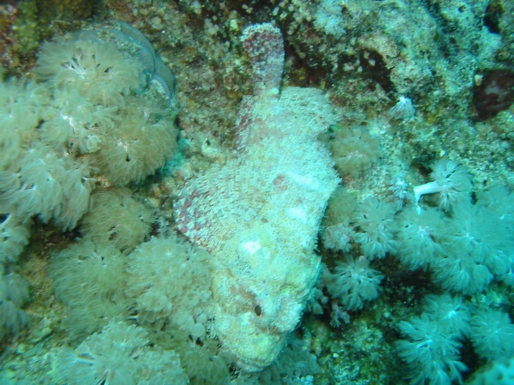 Scorpian fish