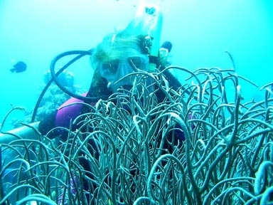 Coral Red Sea and me