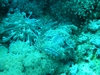 Scorpion fish Red Sea Saudi Arabia
