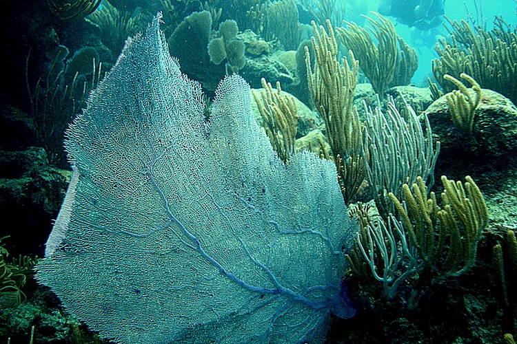 Fan in Bermuda