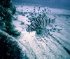 Lionfish in Bermuda