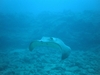 Roundhead Ray