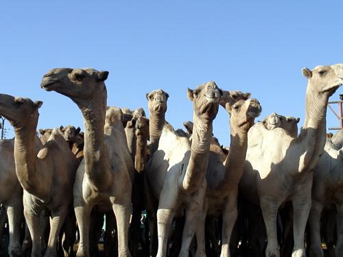 Camels