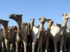 Camels