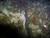 Roatan night Dive, Spotted Moray eating