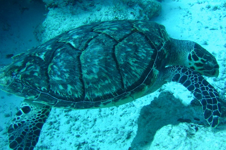 Nice Turtle in Cozumel