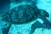 Nice Turtle in Cozumel