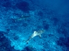 Palmyra Atoll June 6th 2005