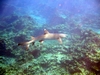 Pearl and Hermes Atoll 
