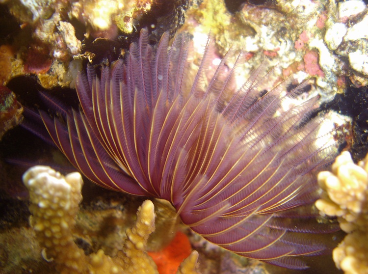 Featherduster Worm, Kaneohe Bay Oahu