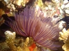 Featherduster Worm, Kaneohe Bay Oahu