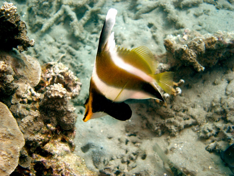 WESTERN SOMOA 2005