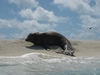 Hawaiian Monk Seal, Pear & Hermes Atoll 2005