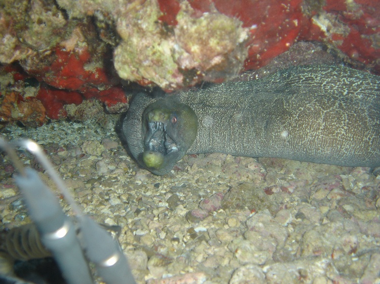 Viper Moray living up to its name, Oahu 2005