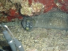 Viper Moray living up to its name, Oahu 2005