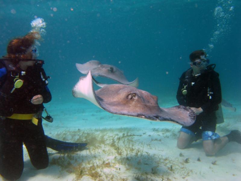 stingray city