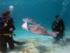 stingray city