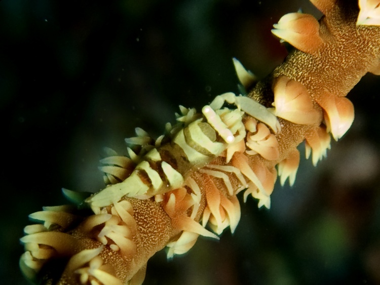 wire coral shrimp (Pontonides unciger)
