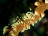 wire coral shrimp (Pontonides unciger)