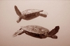 turtle ballet