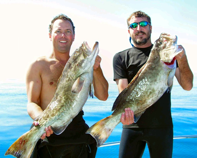 catching gag grouper catching gag grouper