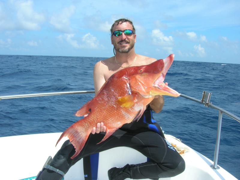 16# Hogfish