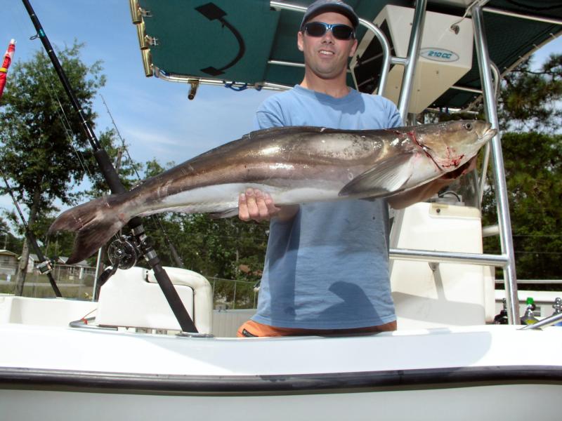 Tim’s cobia