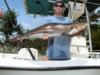 Tim’s cobia